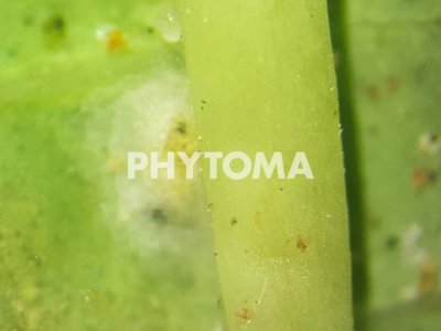 Tetranychus urticae